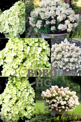 Гортензія волотиста Бобо (Hydrangea paniculata Bobo®) - 1