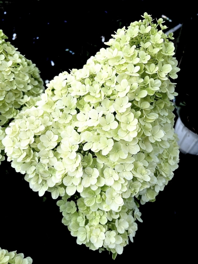Гортензія волотиста Бобо (Hydrangea paniculata Bobo®) - 2