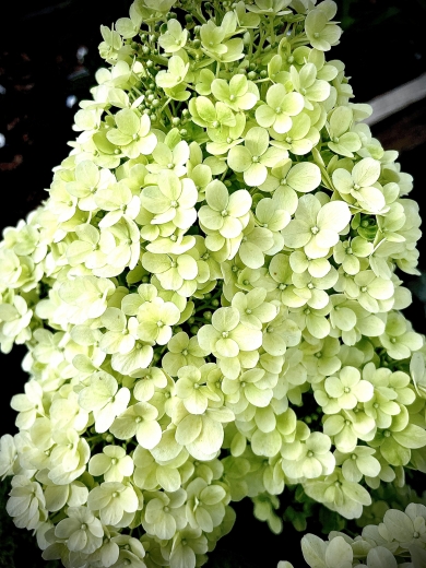 Гортензія волотиста Бобо (Hydrangea paniculata Bobo®) - 3