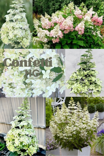 Гортензія волотиста Confetti® (Hydrangea paniculata Confetti®) Р9- 0.5л - 1