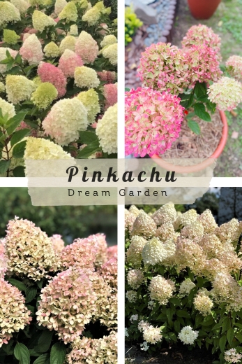 Гортензія волотиста Пінкачу (Hydrangea paniculata ‘Pinkachu’) - 1