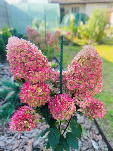 Гортензія волотиста Пінкачу (Hydrangea paniculata ‘Pinkachu’) - 2