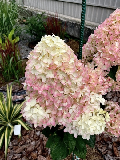 Гортензія волотиста Пінкачу (Hydrangea paniculata ‘Pinkachu’) - 3