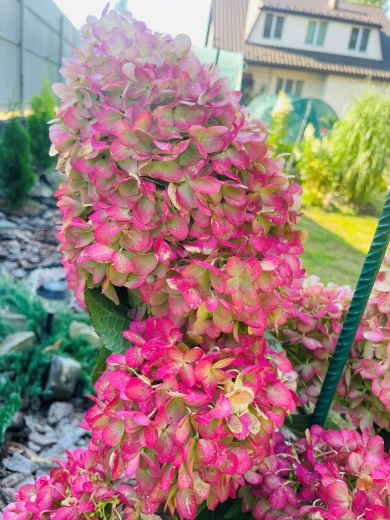 Гортензія волотиста Пінкачу (Hydrangea paniculata ‘Pinkachu’) - 4