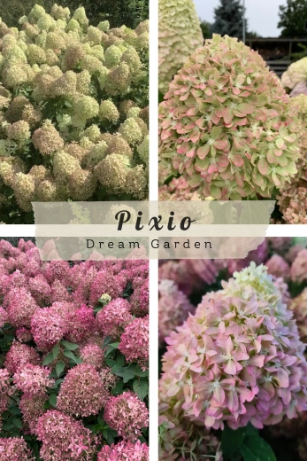 Гортензія волотиста Піксіо (Hydrangea paniculata ‘Pixio’) - 1