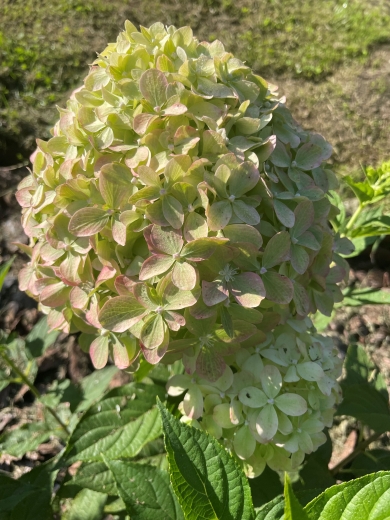 Гортензія волотиста Піксіо (Hydrangea paniculata ‘Pixio’) - 2
