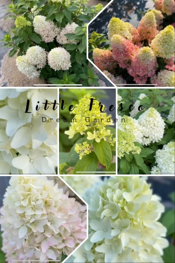 Гортензія волотиста Лтл Фреско (Hydrangea paniculata Little Fresco®) - 1
