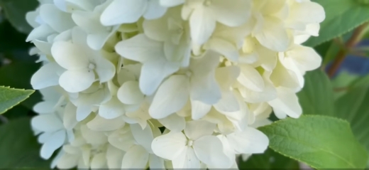 Гортензія волотиста Лтл Фреско (Hydrangea paniculata Little Fresco®) - 3
