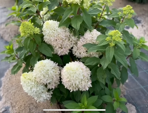 Гортензія волотиста Лтл Фреско (Hydrangea paniculata Little Fresco®) - 7