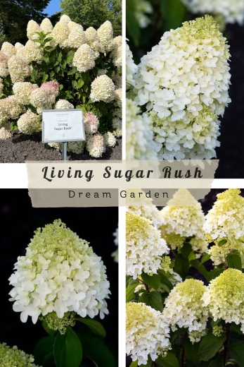 Гортензія волотиста Лівінг Шуга Раш(Hydrangea paniculata Living Sugar Rush®) - 1