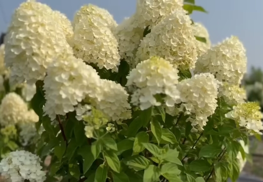 Гортензія волотиста Лівінг Самер Сноув (Hydrangea paniculata ‘Living Summer Snow’) - 2