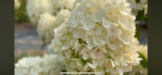 Гортензія волотиста Лівінг Самер Сноув (Hydrangea paniculata ‘Living Summer Snow’) - 4