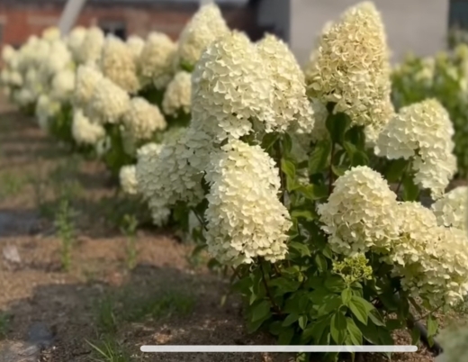 Гортензія волотиста Лівінг Самер Сноув (Hydrangea paniculata ‘Living Summer Snow’) - 6
