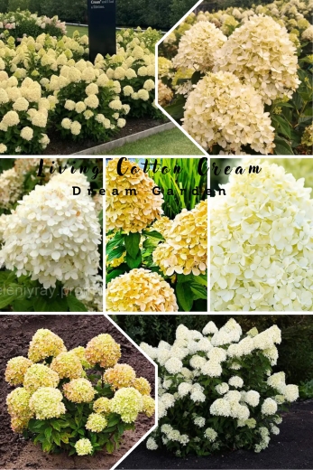 Гортензія волотиста Лівінг Котон Крем (Hydrangea paniculata ‘Living Cotton Cream’) - 1