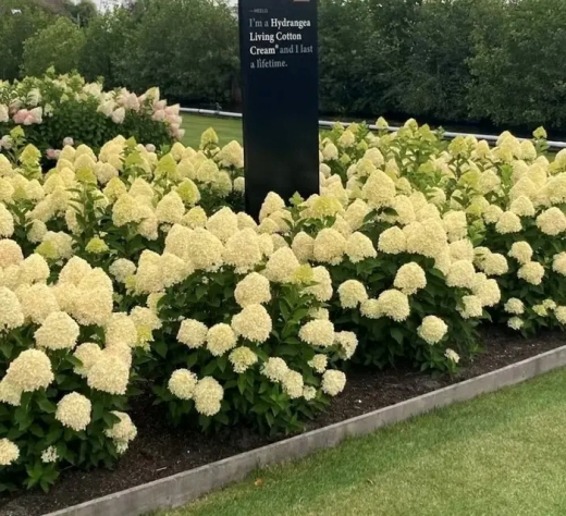 Гортензія волотиста Лівінг Котон Крем (Hydrangea paniculata ‘Living Cotton Cream’) - 2