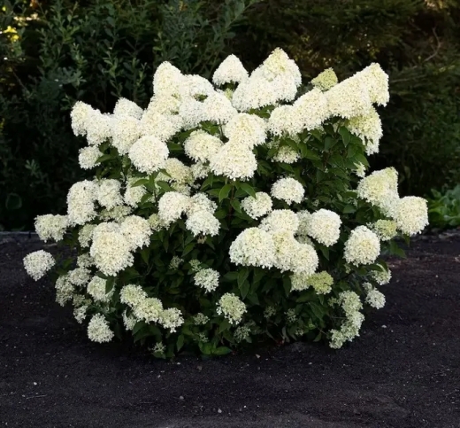 Гортензія волотиста Лівінг Котон Крем (Hydrangea paniculata ‘Living Cotton Cream’) - 3