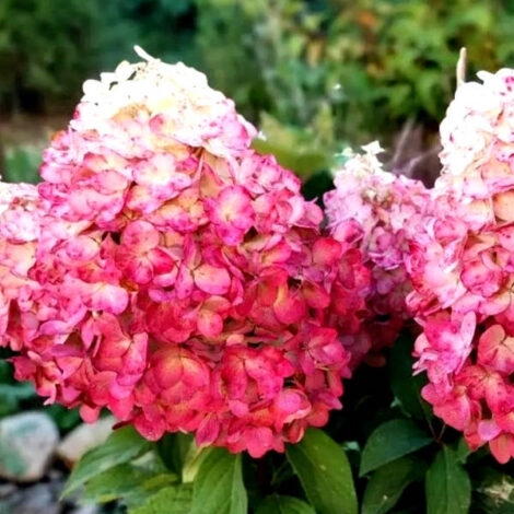 Гортензія волотиста Меджикал Маунтейн Малінше (Hydrangea paniculata ‘Magical Mountain Malinche’) - 2