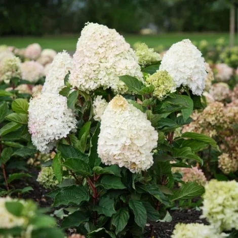 Гортензія волотиста Меджикал Маунтейн Малінше (Hydrangea paniculata ‘Magical Mountain Malinche’) - 3