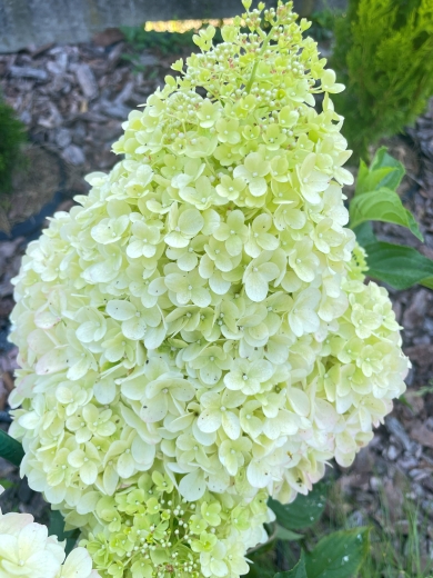 Гортензія волотиста Меджикал Маунтейн Малінше (Hydrangea paniculata ‘Magical Mountain Malinche’) - 5