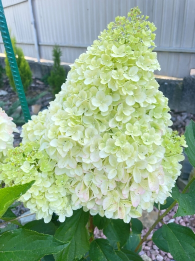 Гортензія волотиста Меджикал Маунтейн Малінше (Hydrangea paniculata ‘Magical Mountain Malinche’) - 6