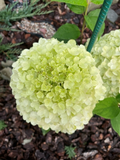 Гортензія волотиста Пандора (Hydrangea paniculata ‘Pandora’) - 2