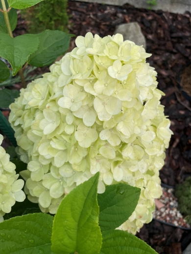 Гортензія волотиста Пандора (Hydrangea paniculata ‘Pandora’) - 3