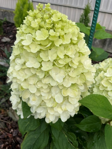 Гортензія волотиста Пандора (Hydrangea paniculata ‘Pandora’) - 4