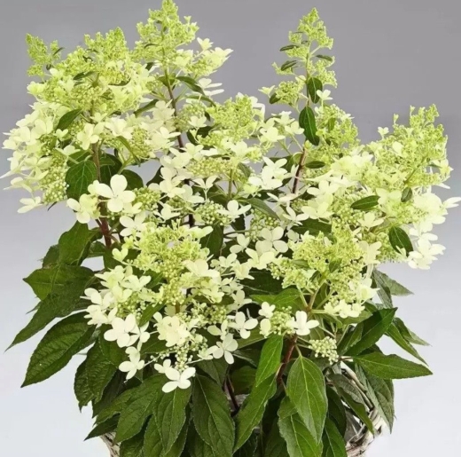 Гортензія волотиста Пандрія (Hydrangea paniculata ‘Pandria’) - 2