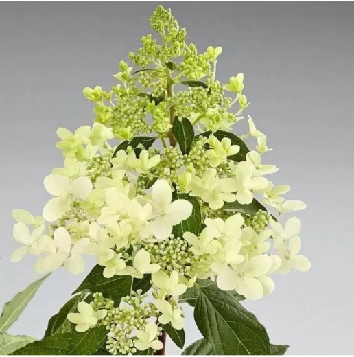 Гортензія волотиста Пандрія (Hydrangea paniculata ‘Pandria’) - 3
