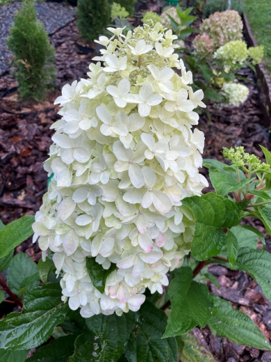 Гортензія волотиста Пандрія (Hydrangea paniculata ‘Pandria’) - 4