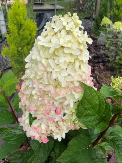 Гортензія волотиста Пандрія (Hydrangea paniculata ‘Pandria’) - 7