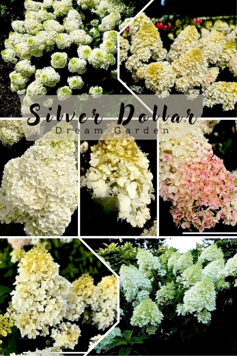 Гортензія волотиста Сільвер Долар (Hydrangea paniculata Silver Dollar®) - 1