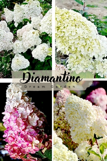 Гортензія волотиста Діамантіно (Hydrangea paniculata Diamantino®) - 1