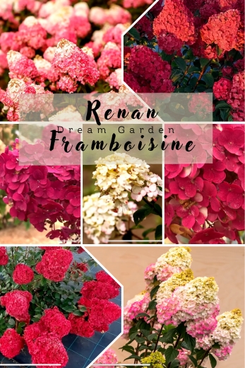 Гортензія волотиста Самарська Лідія (Hydrangea paniculata Framboisine® ‘Rensam’) - 1