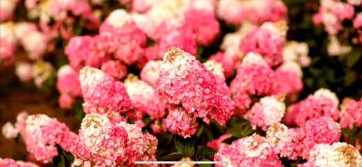 Гортензія волотиста Самарська Лідія (Hydrangea paniculata Framboisine® ‘Rensam’) - 2