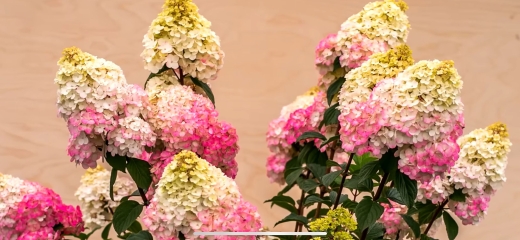 Гортензія волотиста Самарська Лідія (Hydrangea paniculata Framboisine® ‘Rensam’) - 3