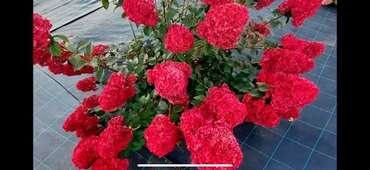 Гортензія волотиста Самарська Лідія (Hydrangea paniculata Framboisine® ‘Rensam’) - 6