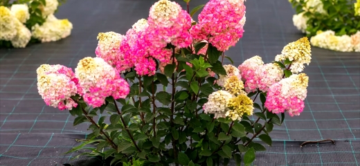 Гортензія волотиста Самарська Лідія (Hydrangea paniculata Framboisine® ‘Rensam’) - 7