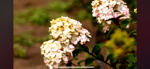 Гортензія волотиста Самарська Лідія (Hydrangea paniculata Framboisine® ‘Rensam’) - 8