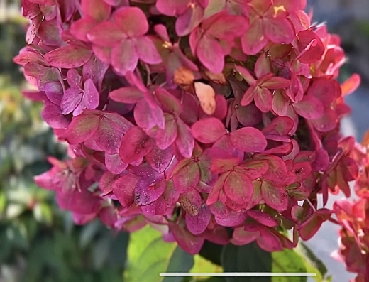 Гортензія волотиста Металіка (Hydrangea paniculata Metallica) - 13