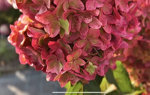 Гортензія волотиста Металіка (Hydrangea paniculata Metallica) - 14