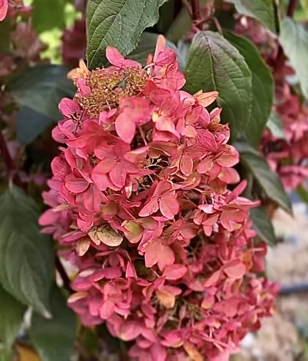Гортензія волотиста Металіка (Hydrangea paniculata Metallica) - 15