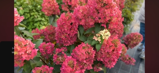 Гортензія волотиста Металіка (Hydrangea paniculata Metallica) - 2