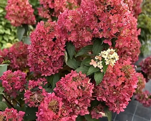 Гортензія волотиста Металіка (Hydrangea paniculata Metallica) - 3
