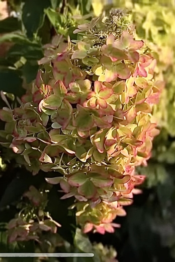 Гортензія волотиста Металіка (Hydrangea paniculata Metallica) - 5