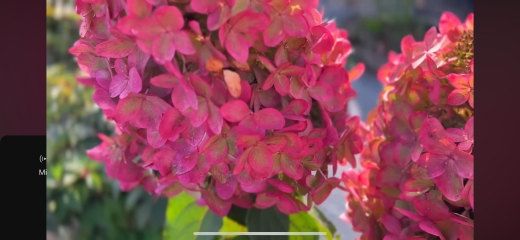 Гортензія волотиста Металіка (Hydrangea paniculata Metallica) - 6