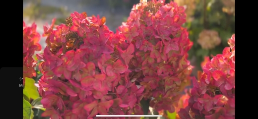 Гортензія волотиста Металіка (Hydrangea paniculata Metallica) - 7