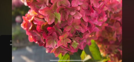Гортензія волотиста Металіка (Hydrangea paniculata Metallica) - 8