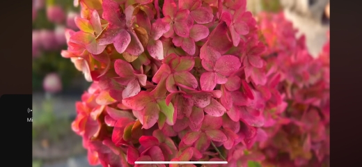 Гортензія волотиста Металіка (Hydrangea paniculata Metallica) - 9