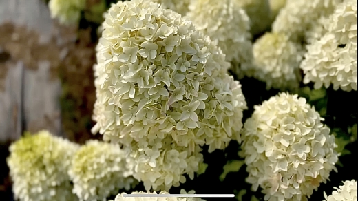 Гортензія волотиста Лівінг Самер Лав(Hydrangea paniculata Living Summer Love® ) - 7